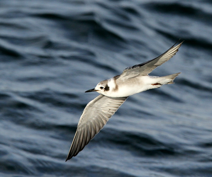 American Black Tern