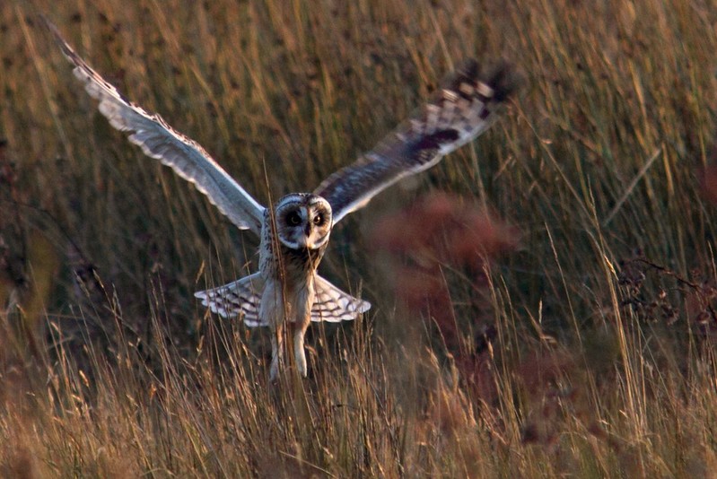 Short-eared Owl