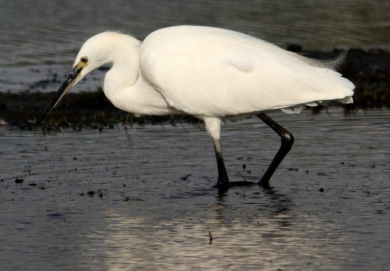 Little Egret