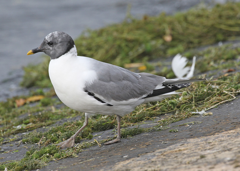 Sabine's Gull