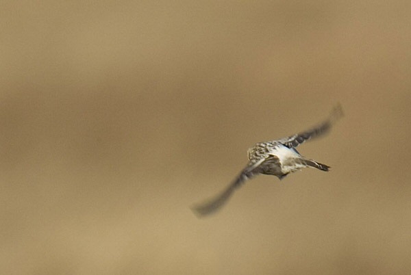 Arctic Redpoll