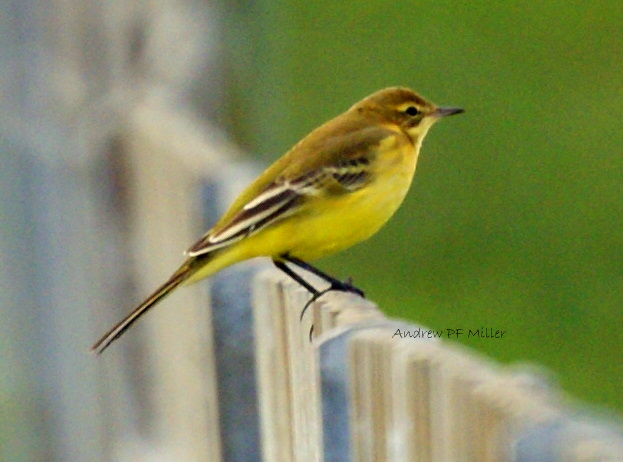 Yellow Wagtail