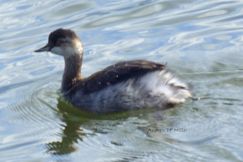 Black-necked Grebe