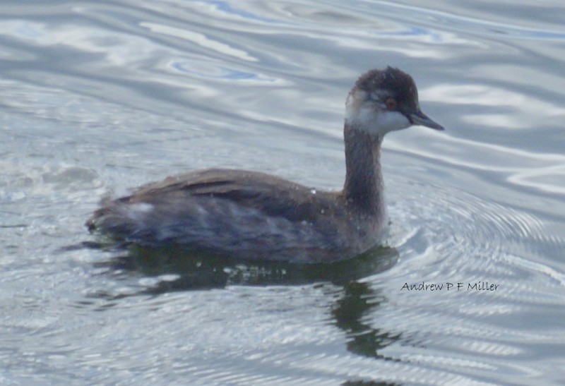 Black-necked Grebe