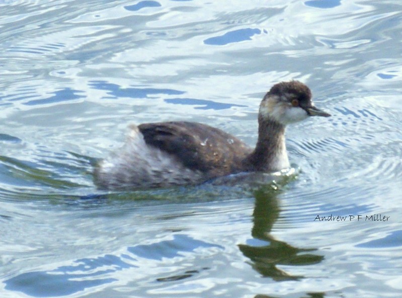 Black-necked Grebe