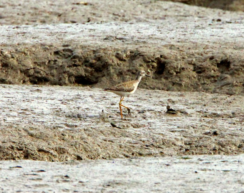 Lesser Yellowlegs