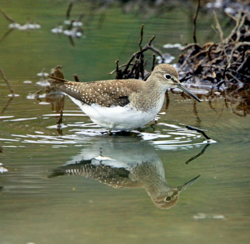 Solitary Sandpiper