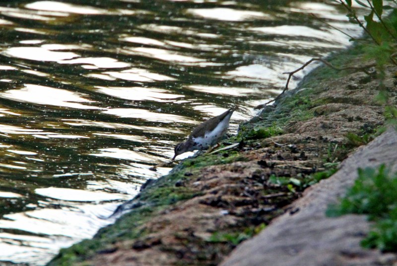 Spotted Sandpiper