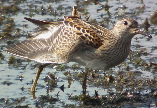 Pectoral Sandpiper
