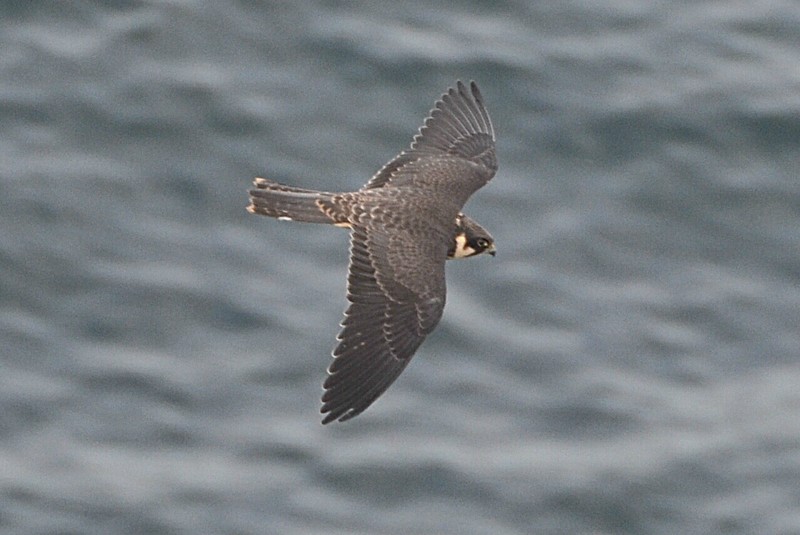 Hobby