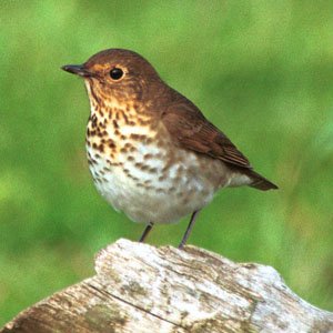 Swainson's Thrush