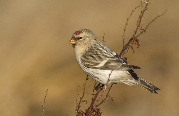 Arctic Redpoll