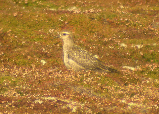 American Golden Plover