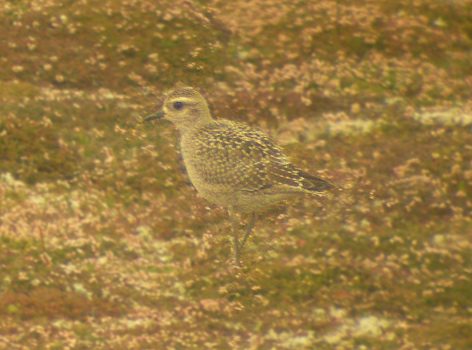American Golden Plover