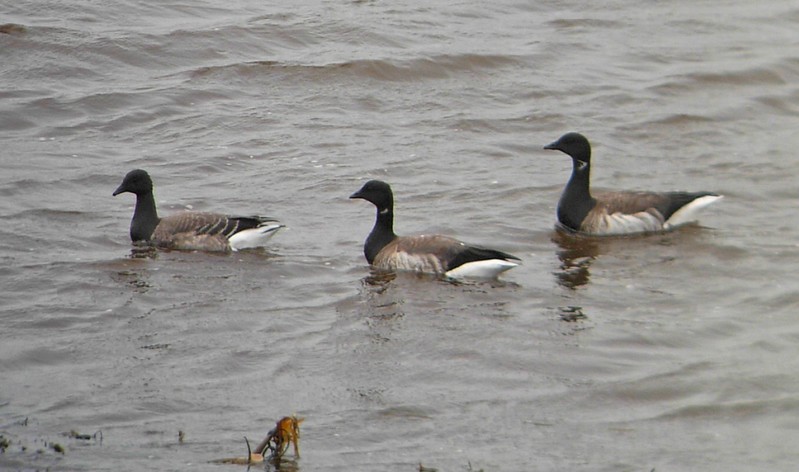 Brent Goose