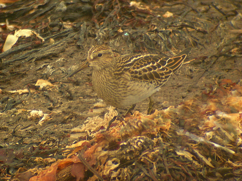 Pectoral Sandpiper