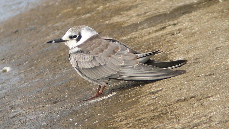 American Black Tern