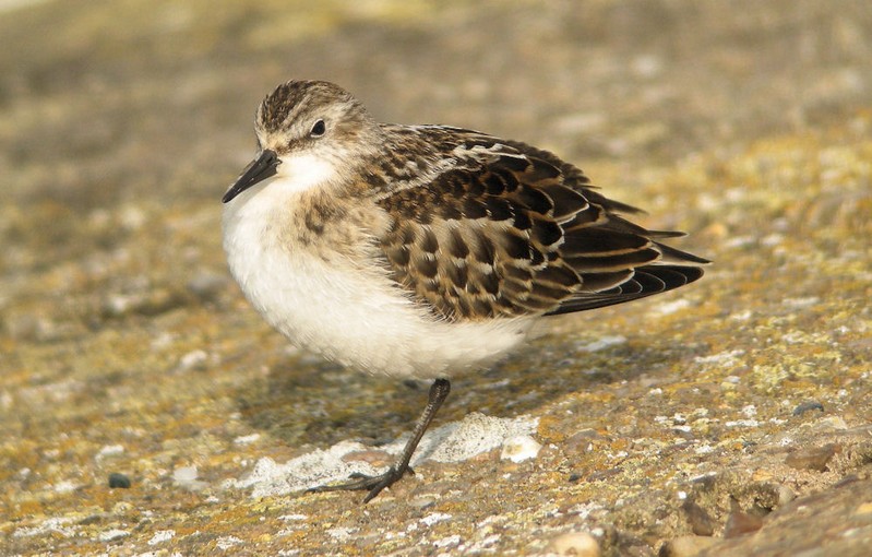 Little Stint