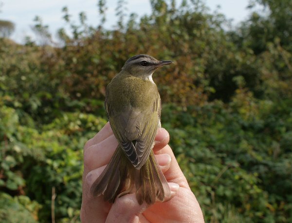 Red-eyed Vireo