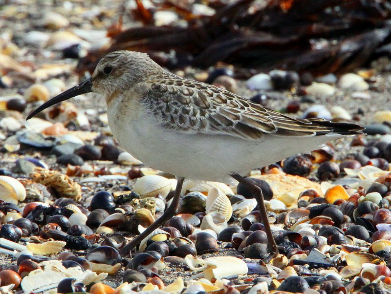 Curlew Sandpiper