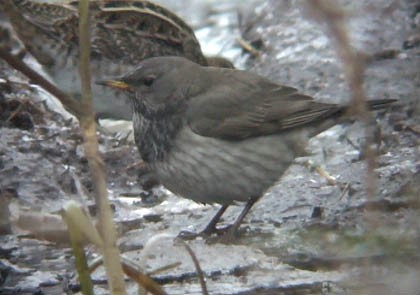 Black-throated Thrush