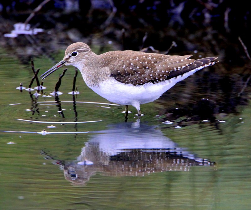 Solitary Sandpiper