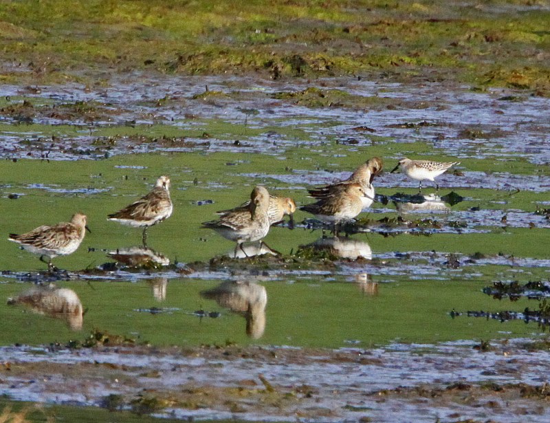 Semipalmated Sandpiper