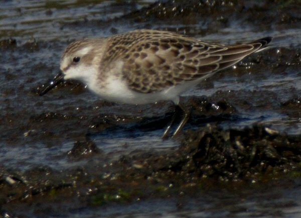 Semipalmated Sandpiper