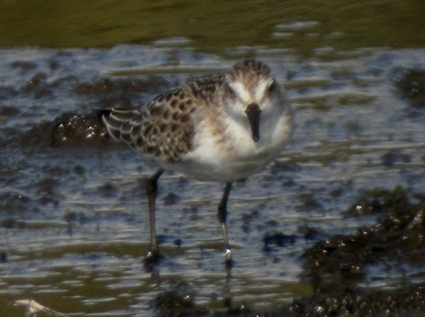 Semipalmated Sandpiper