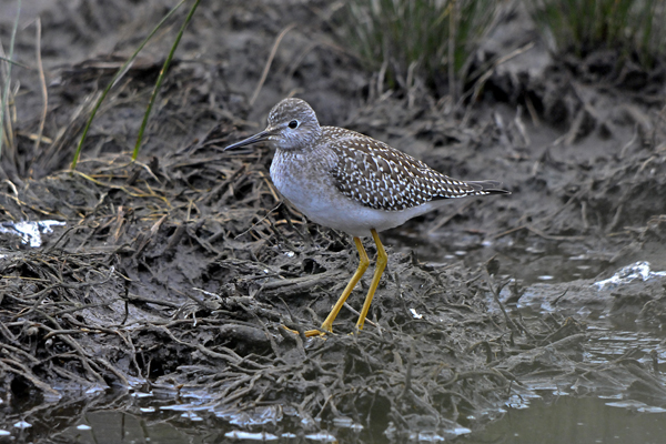 Lesser Yellowlegs