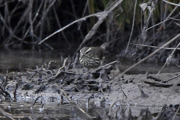 Northern Waterthrush