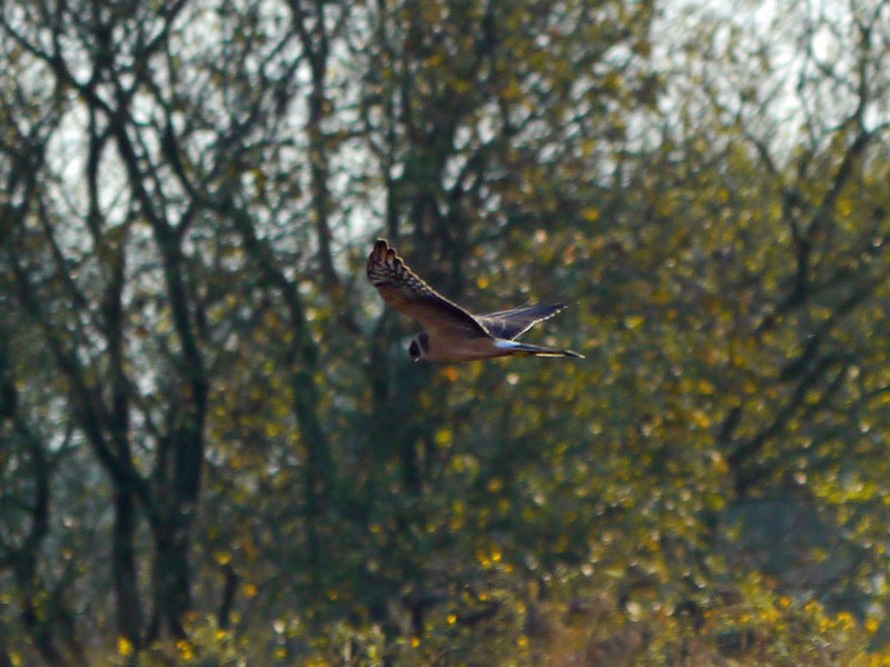 Pallid Harrier
