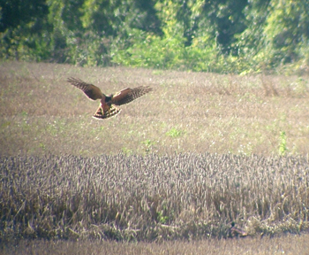 Pallid Harrier