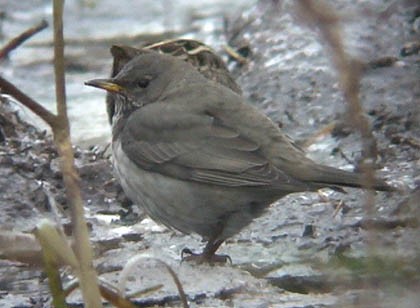 Black-throated Thrush
