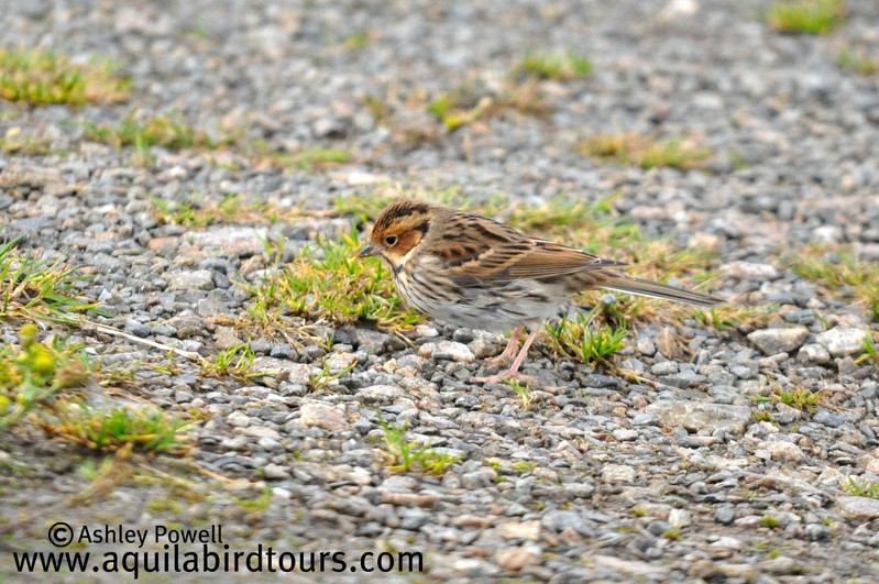 Little Bunting
