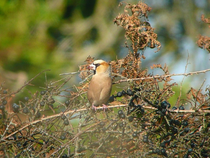 Hawfinch