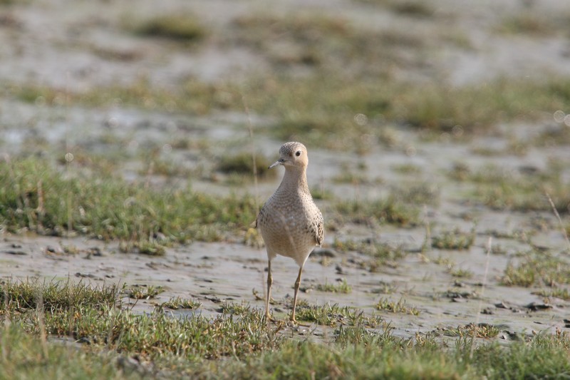 Buff-breasted Sandpiper