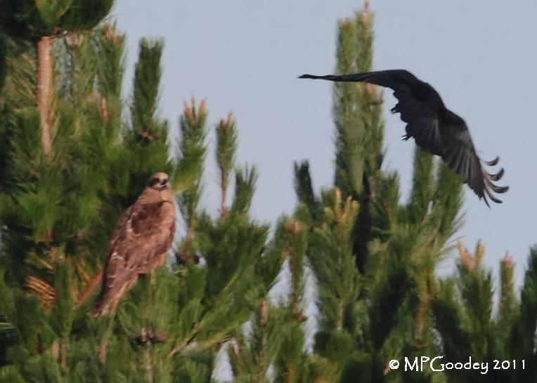 Black Kite