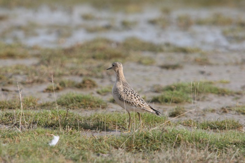 Buff-breasted Sandpiper