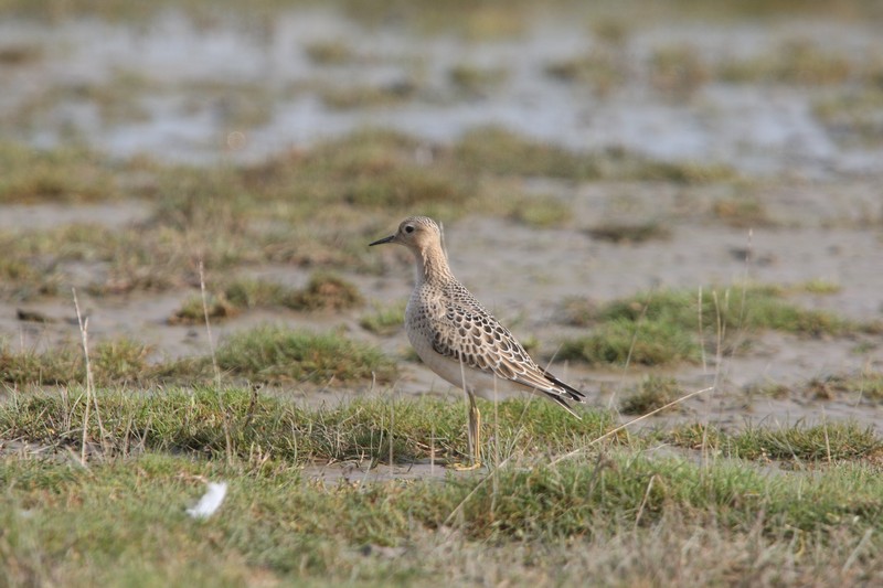 Buff-breasted Sandpiper