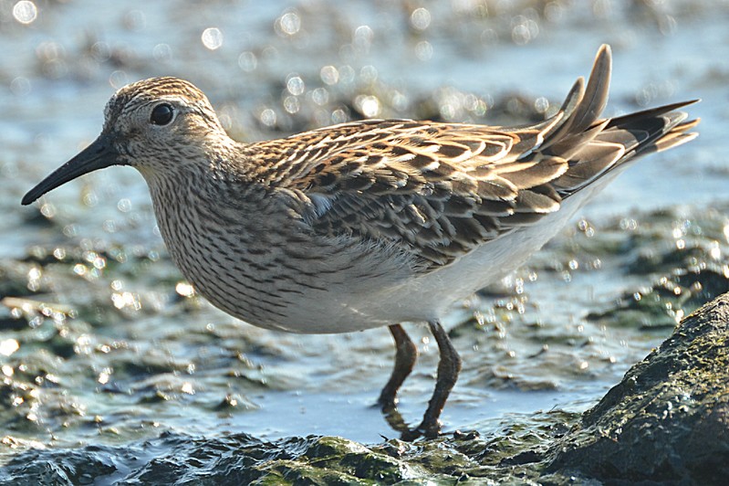 Pectoral Sandpiper