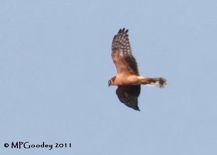 Pallid Harrier