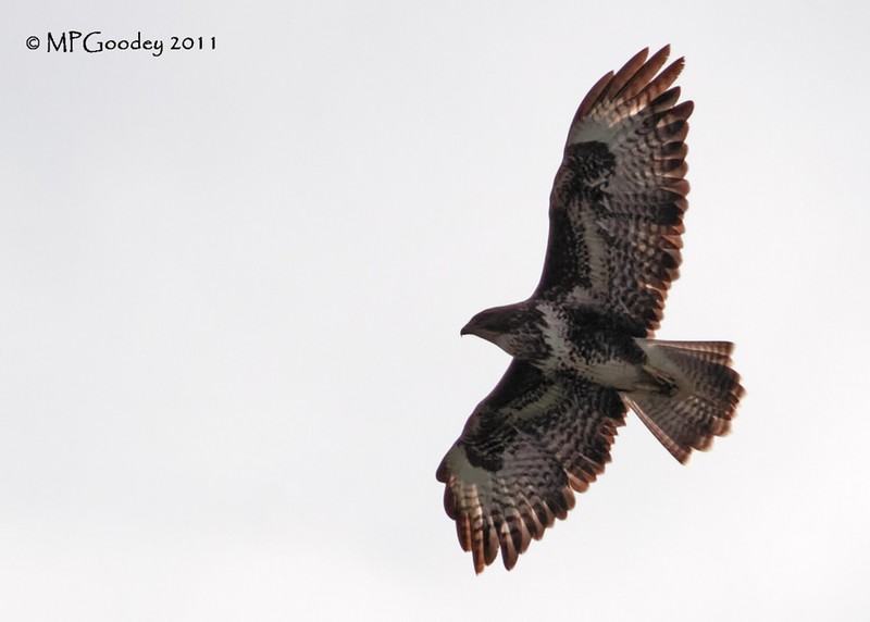 Common Buzzard