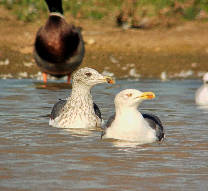 Lesser Black-backed Gull