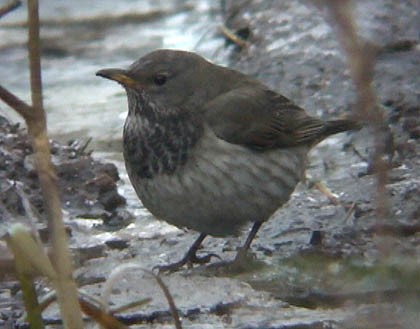 Black-throated Thrush