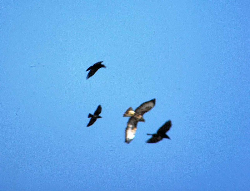 Common Buzzard