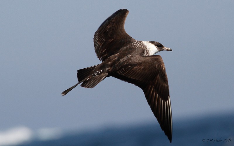Pomarine Skua