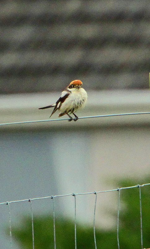 Woodchat Shrike