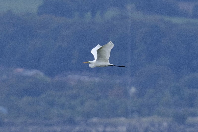 Great White Egret