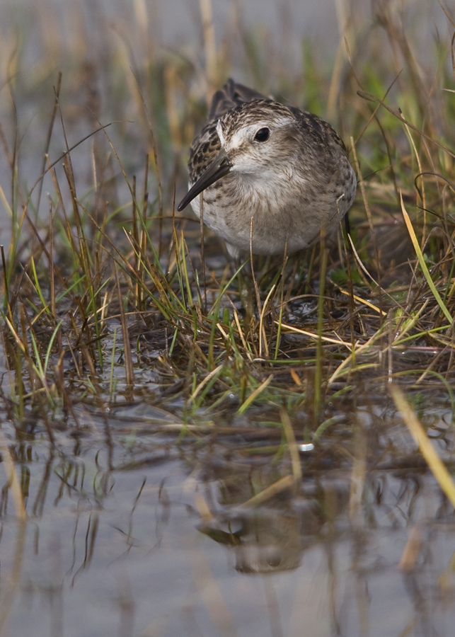 Least Sandpiper